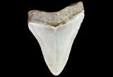 Bargain, Megalodon Tooth - North Carolina #76312-1